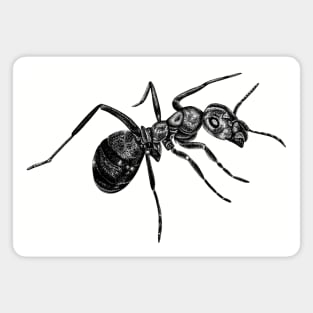 Ant Magnet